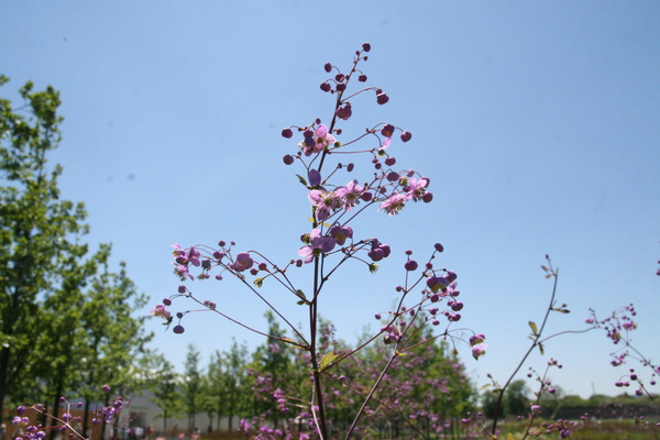 Thalictrum delavayi Splendide