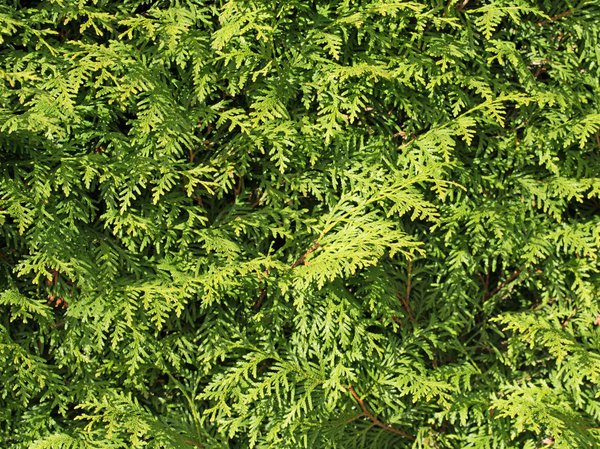 Gesunde Thuja