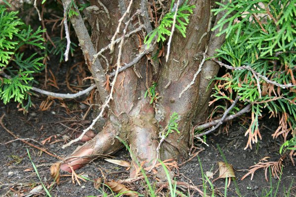 Thuja Wurzeln