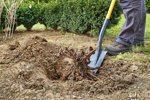 Thuja Wurzeln entfernen das sollten Sie beachten