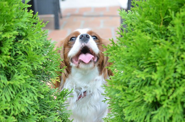 Für Hunde sind Thuja giftig