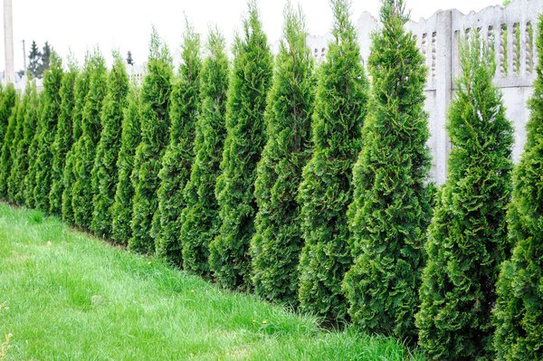 Thuja