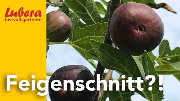 Thumbnail Feigenschnitt