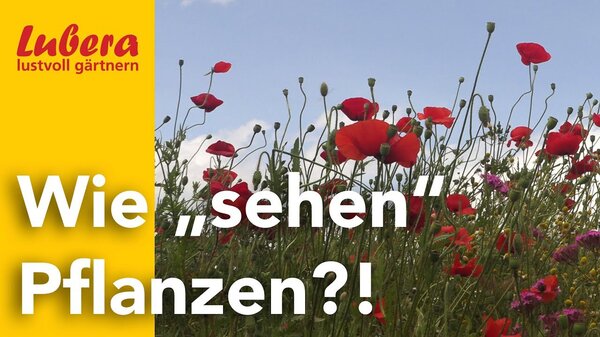 Thumbnail Intelligente Pflanzen 1