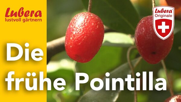 Thumbnail Pointilla