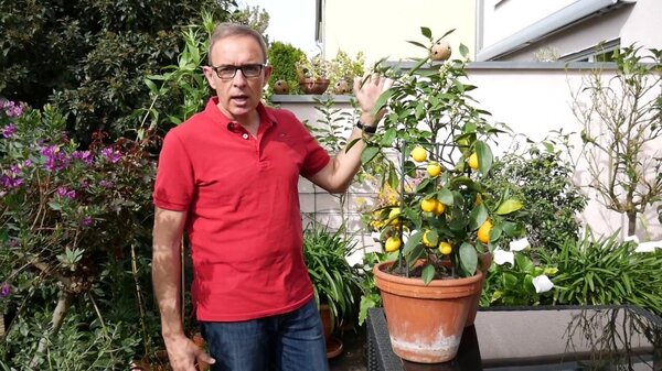 Thumbnail Zitronenbaum blÃ¼ht nicht