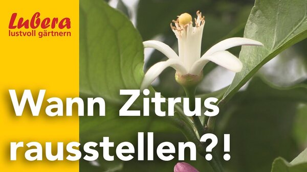 Thumbnail Zitrus rausstellen
