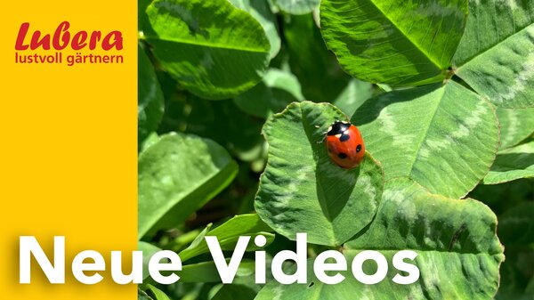 Thumbnail Video neue Videos mit Markus Kobelt und Johanna Dobrusskin, 2025, April