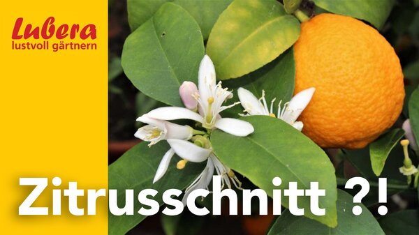 Thumbnail Video, Zitrus schneiden, 2025, April