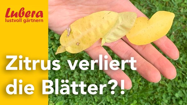 Thumbnail Video, Zitrus verliert BlÃ¤tter, 2025, April