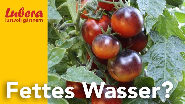 Thumbnail, Lubera Video, Tomaten, fettes Wasser, Mai 2025
