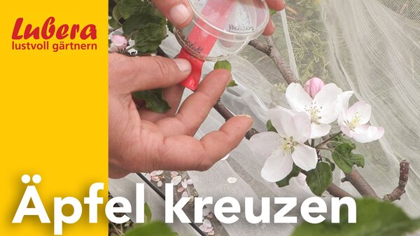 Thumbnail, Lubera Video, Aepfel kreuzen, Mai 2025