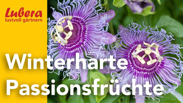 Thumbnail, Lubera Video, Winterharte Passifloras, Mai 2025