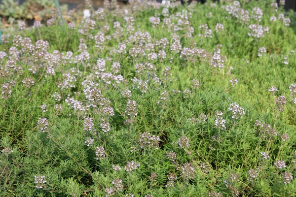 Thymus speciosum 'Akazie'