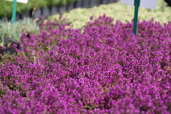 Thymus praecox 'Purpurteppich'