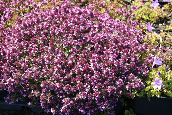 Thymus serpyllum 'Coccineus'