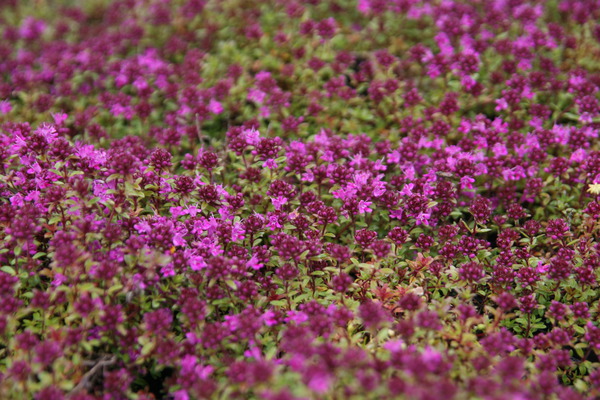 Thymus serpyllum 'Creeping Red'