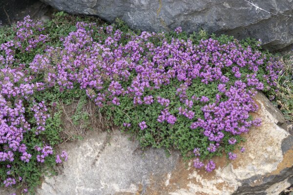 Thymus serpyllum, Bodendecker, bl&uuml;hend, Rasenersatz