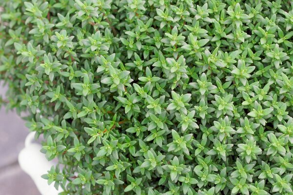 Thymus vulgaris Fredo, Thymian, Gew�rzthymian