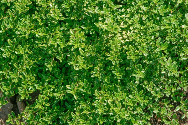 Zitronenthymian, Kr�utergarten