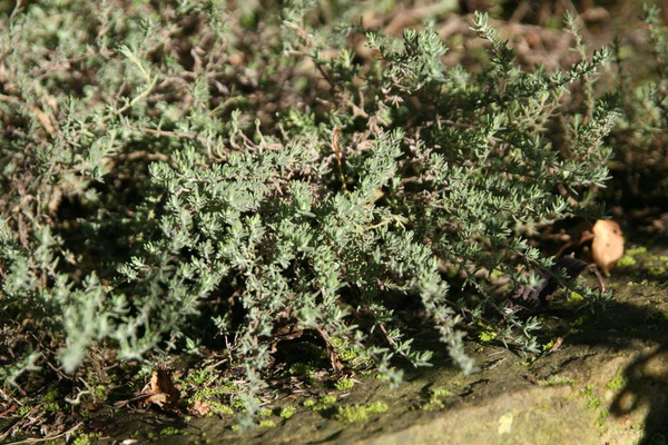 Thymus x cherlerioides 'Duftkissen' -R- Thymus x cherlerioides 'Duftkissen' -R-