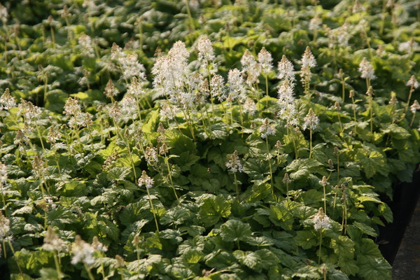 Tiarella cordifolia 'Moorgrn'