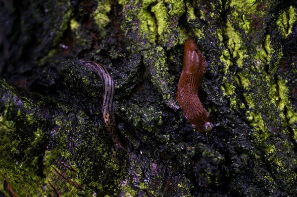 Tigerschnecke und Wegschnecke