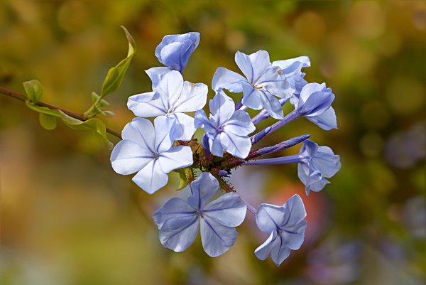 Phlox pixabay