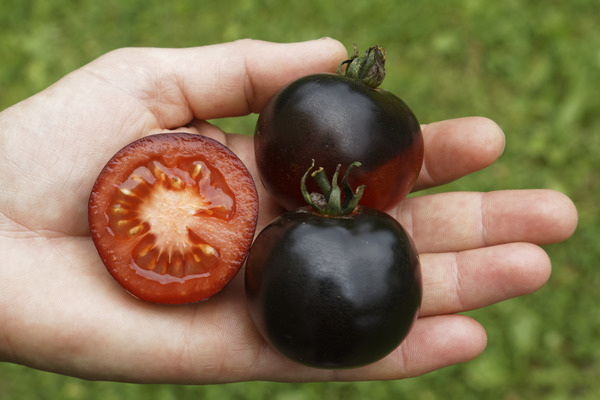 Tomatenspezialiät Indigo Rose Lubera