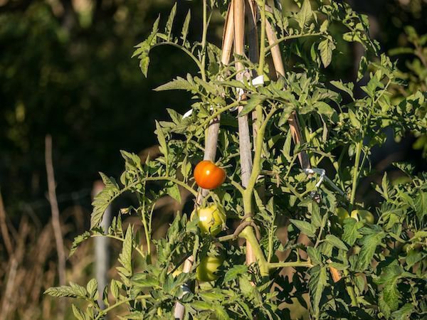 Solanum lycopersicum