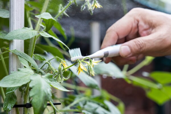 Tomatenbl&uuml;te Zahnb&uuml;rste, Buzz Pollination