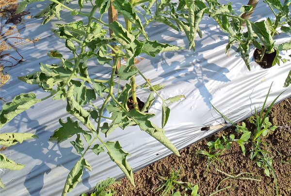 Tomate, Hitze, eingerollte Bl&auml;tter