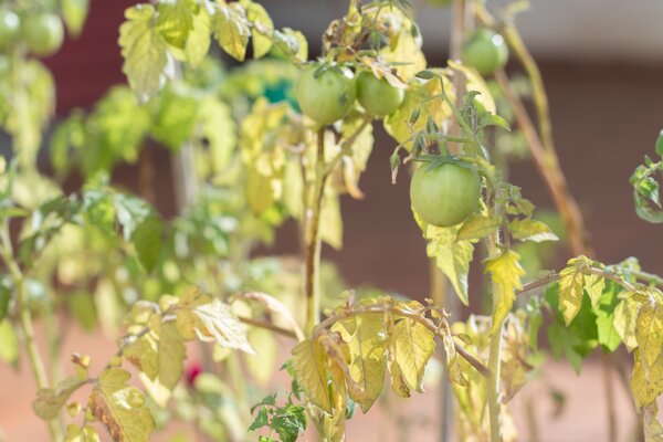 Tomate N&auml;hrstoffmangel