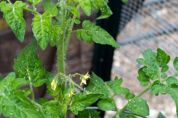Tomate weisse Fliege