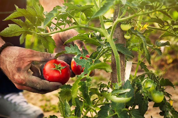 Nur reife Tomaten ernten