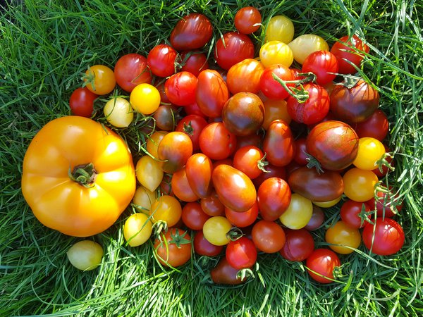 Die schnsten Tomaten der Welt Ranka Tessin