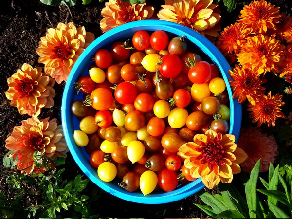 Tomaten Ranka Tessin Lubera