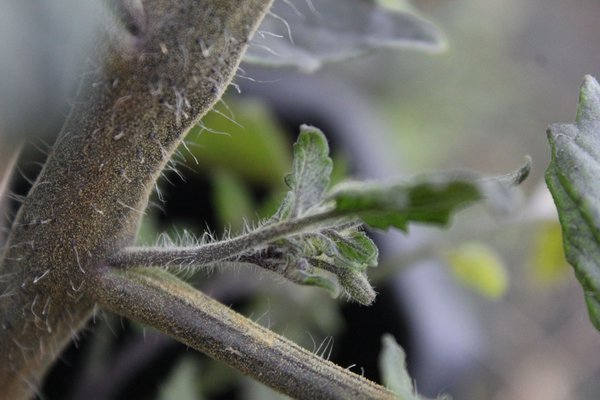 Tomatenpflanzen, Geiztrieb ausgeizen, Lubera