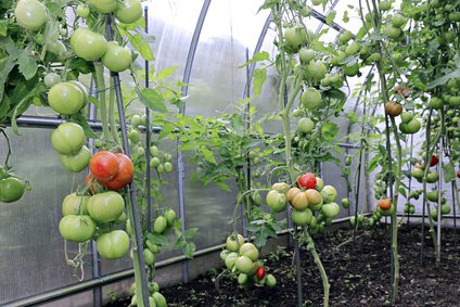 Tomatenhaus selber bauen.