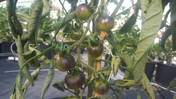 Tomaten kreuzen Lubera