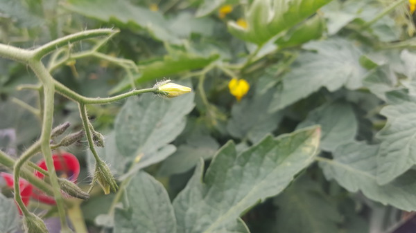 Tomaten kreuzen Lubera Blütenstadium für Emaskulation