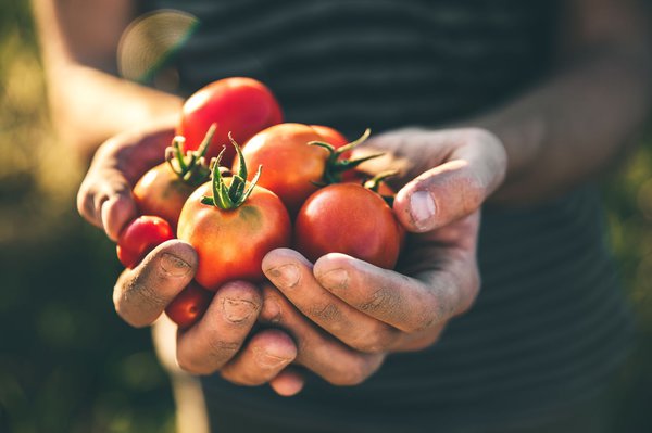 Frische Tomaten aus eigener Anzucht