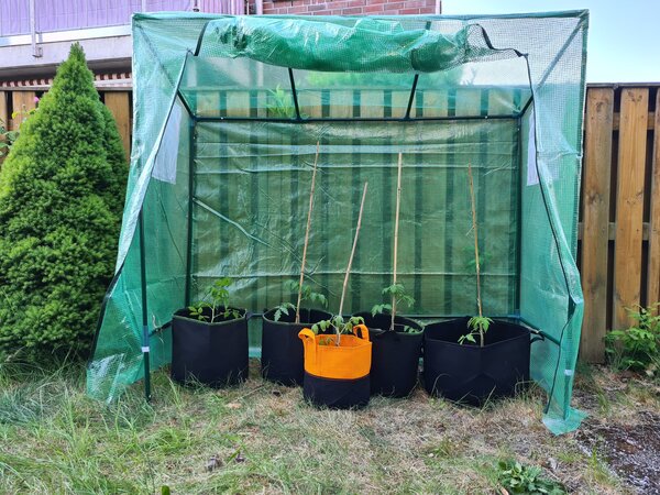 Der Garten im Mai, Jana Laura Lange, Auspflanzen, Tomatenhaus