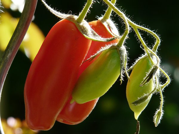 Tomatensamen Kategorie