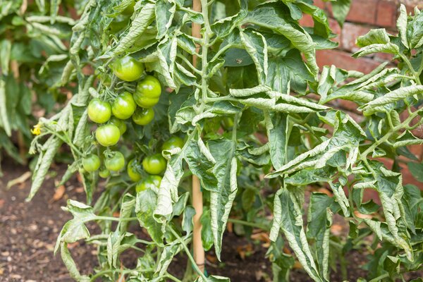 Tomaten eingerollte Bl&auml;tter