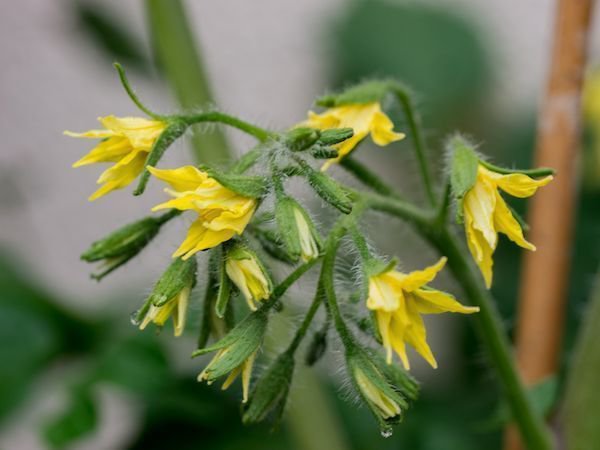 Solanum lycopersicum