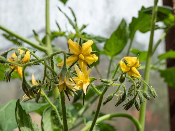 Tomatenbl&uuml;te, Tomaten bl&uuml;hen nicht