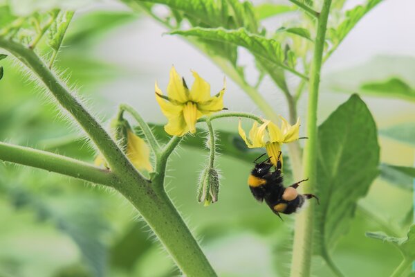 Tomatenbl&uuml;te, Hummel