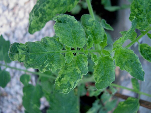 Tomatenmosaikvirus