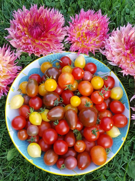 Die schnsten Tomaten der Welt Ranka Tessin